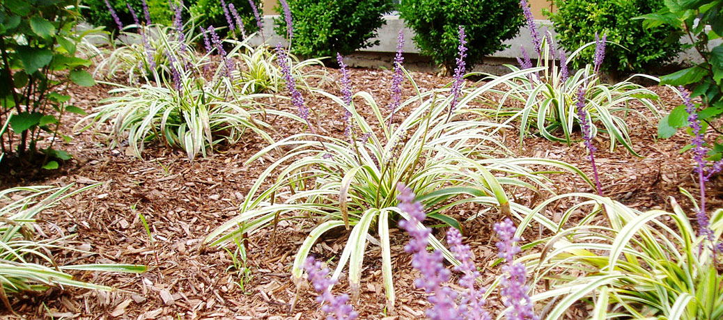 Liriope muscari ‘Variegata’ – A Colorful Groundcover for Connecticut Gardens