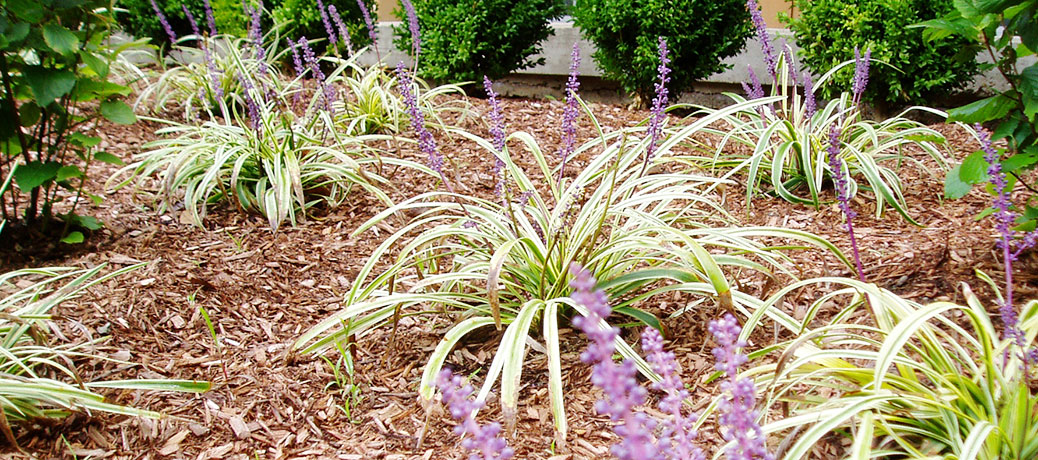 liriope muscari