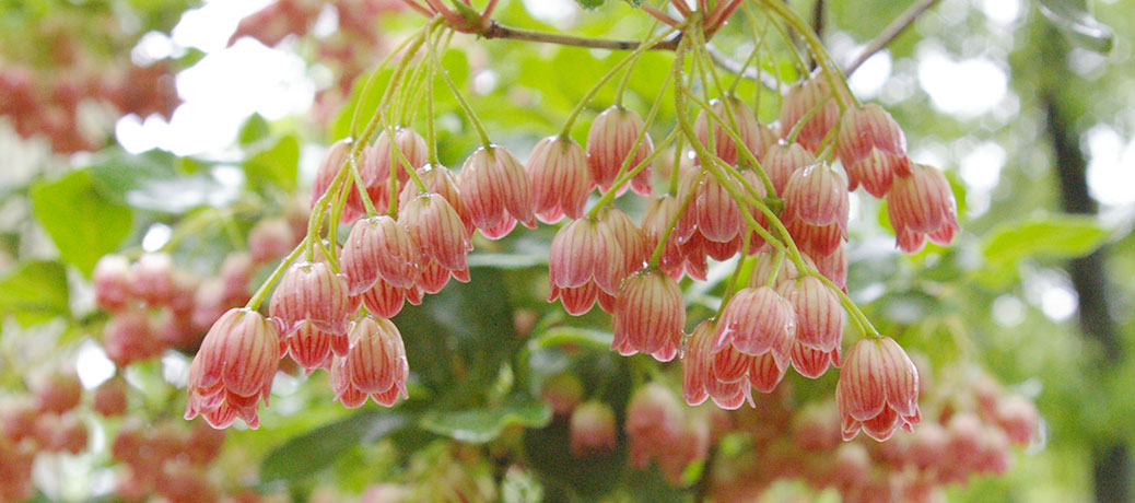 Enkianthus campanulatus – A Different Shrub for Connecticut Gardens