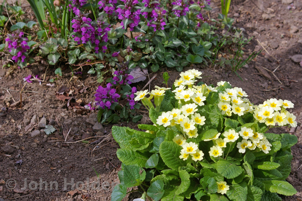Primula Primrose With Lamium Dead Nettle LAND DESIGNS UNLIMITED LLC