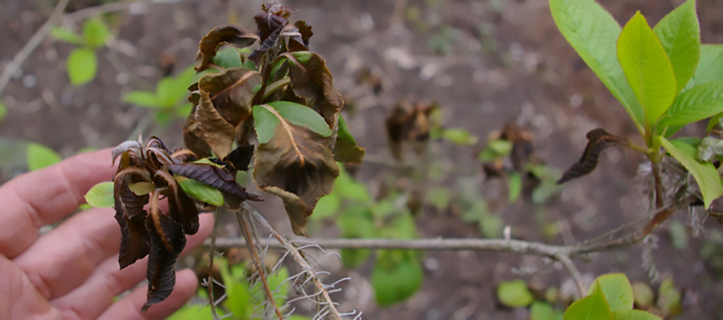 shrub frost damage