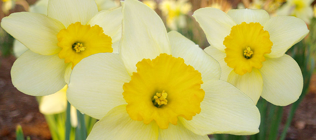 deadhead daffodils