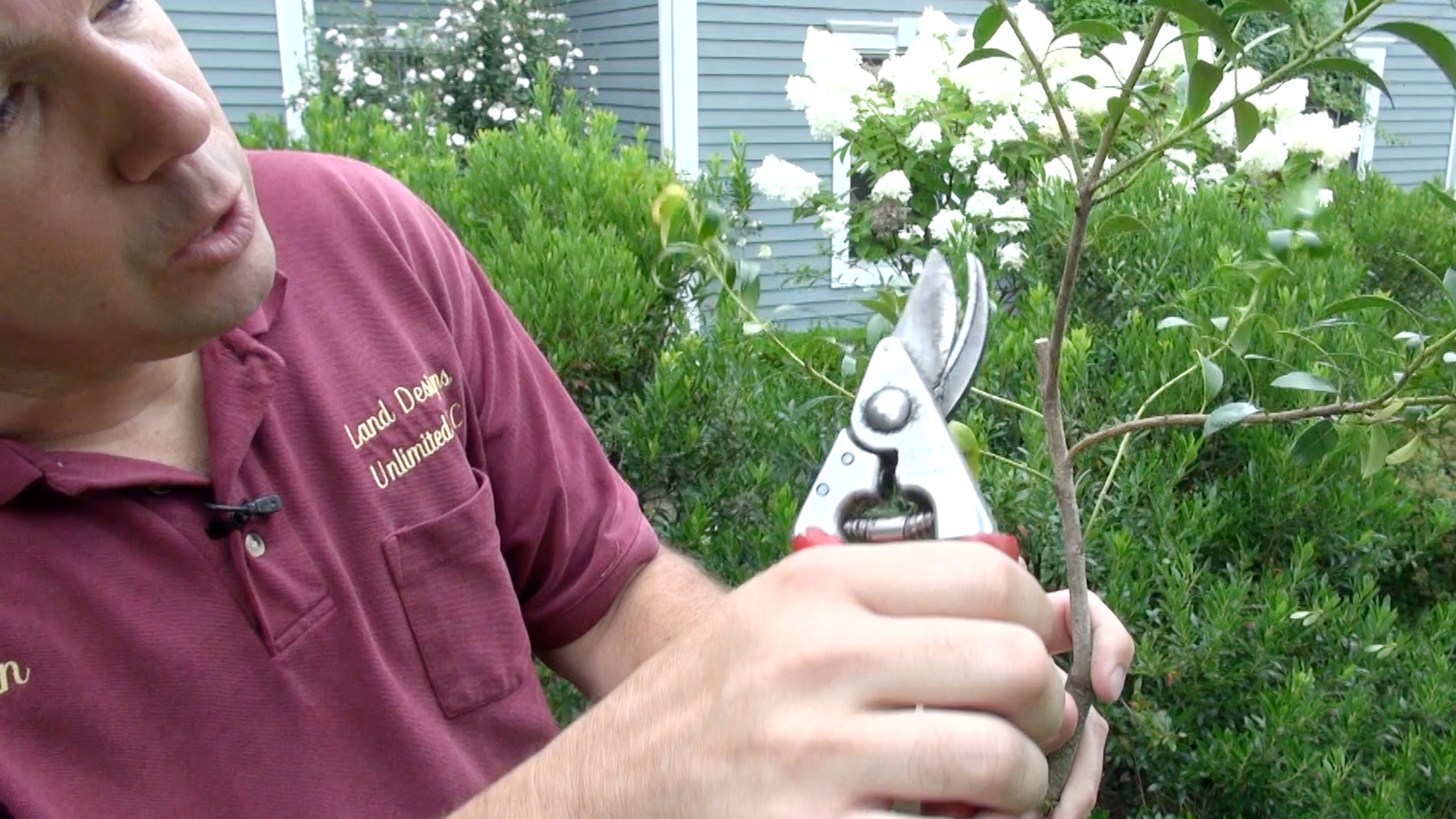 Selectively Pruning Evergreen Shrubs – Part 1