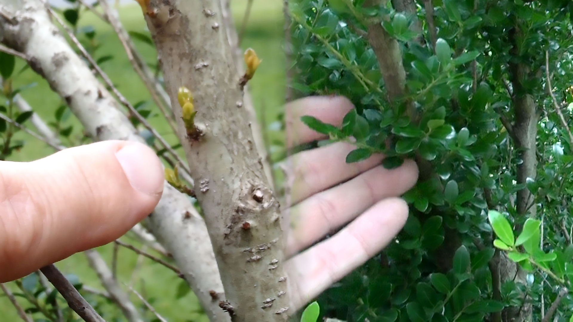 Pruning Evergreen Shrubs Selectively
