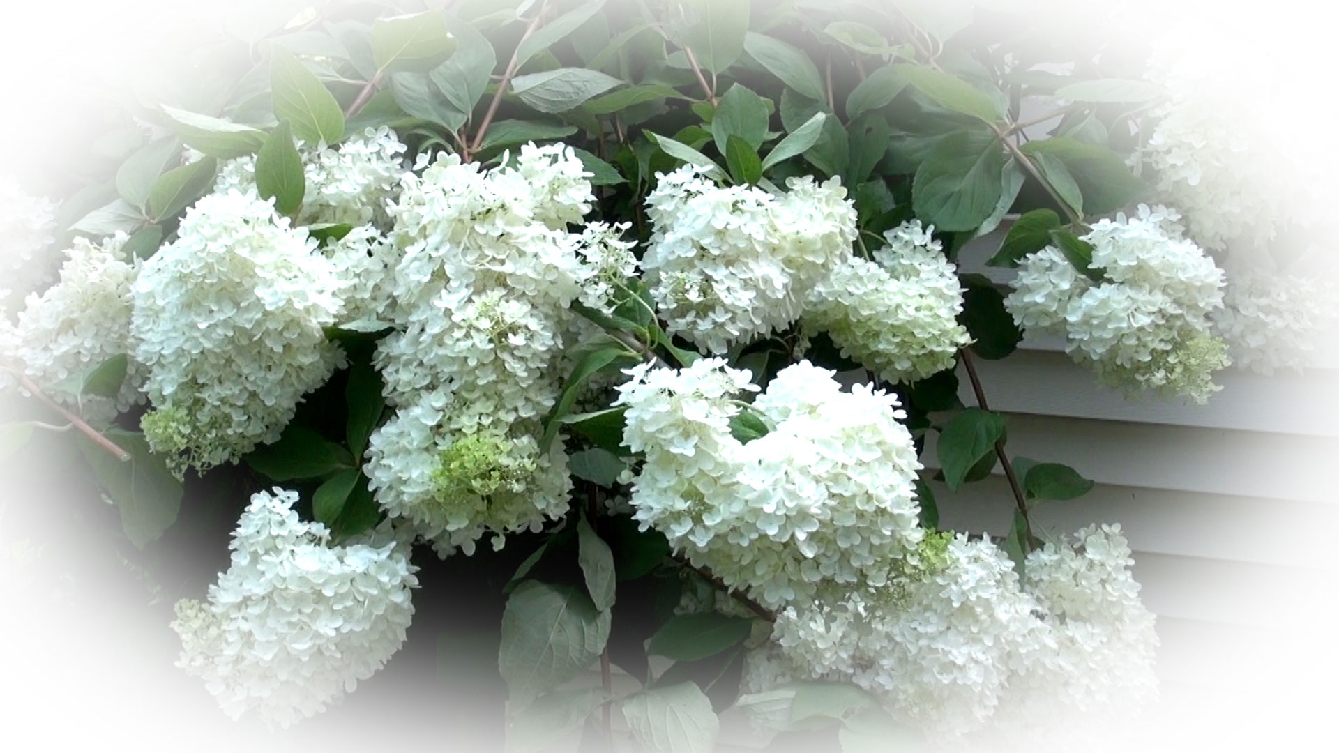 How to Prune a Tree Hydrangea – Part 1