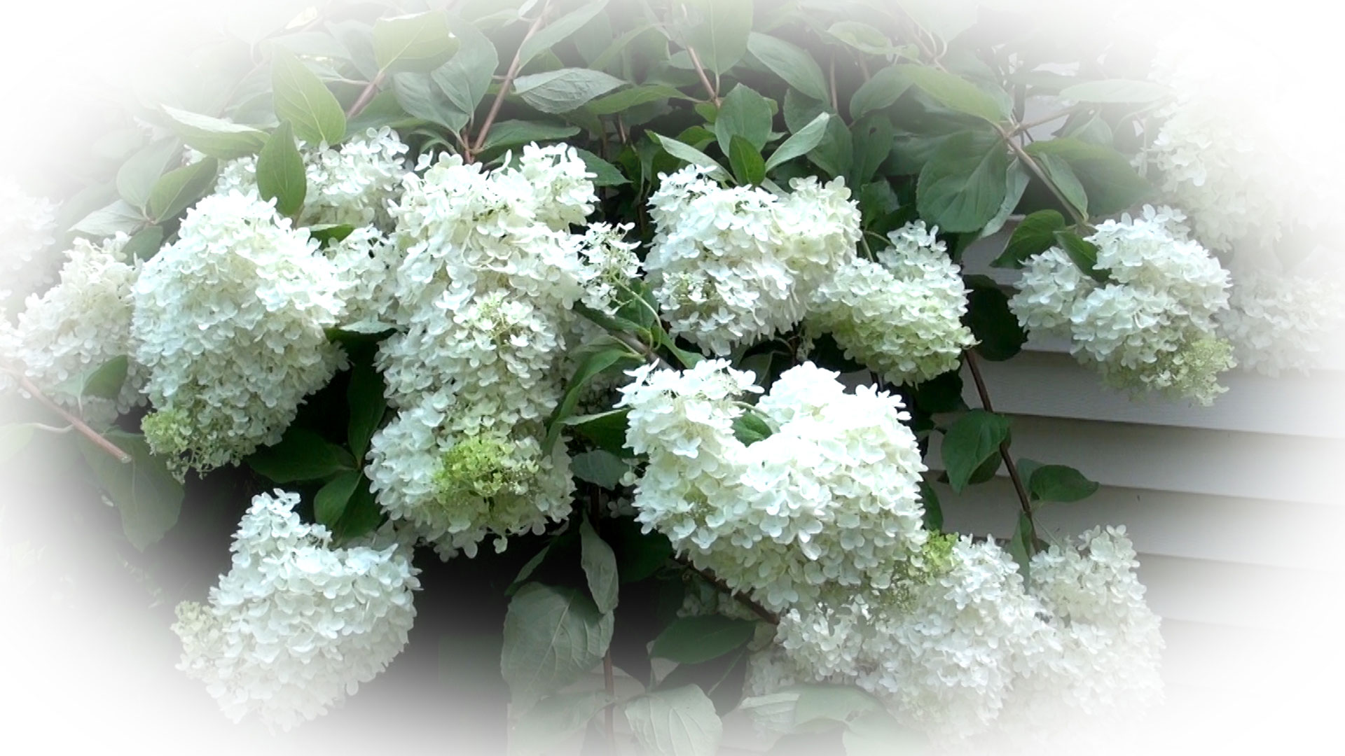 How to Prune Tree Hydrangea