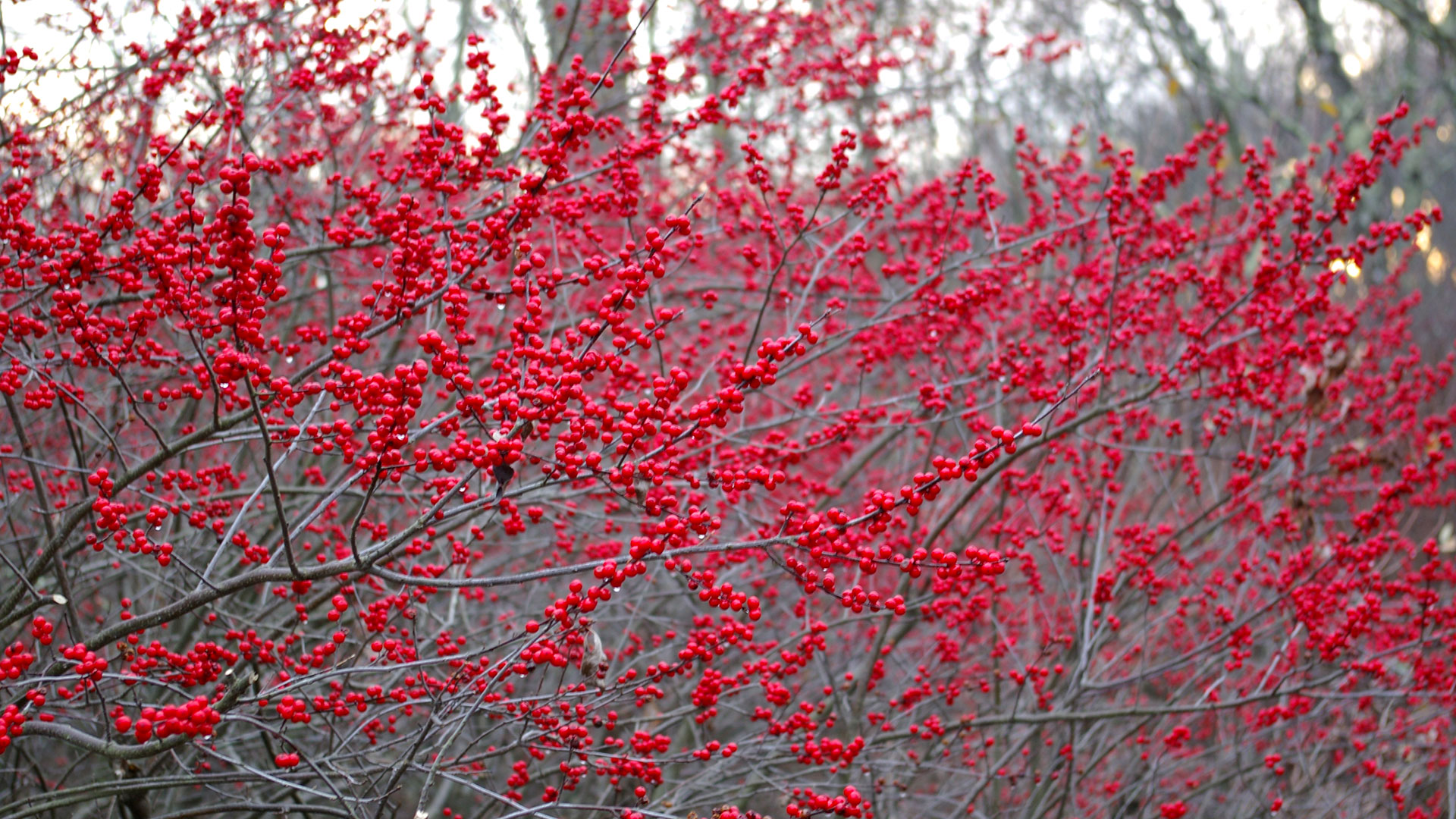 What's that string of bright red, waxy berries in the hedge?