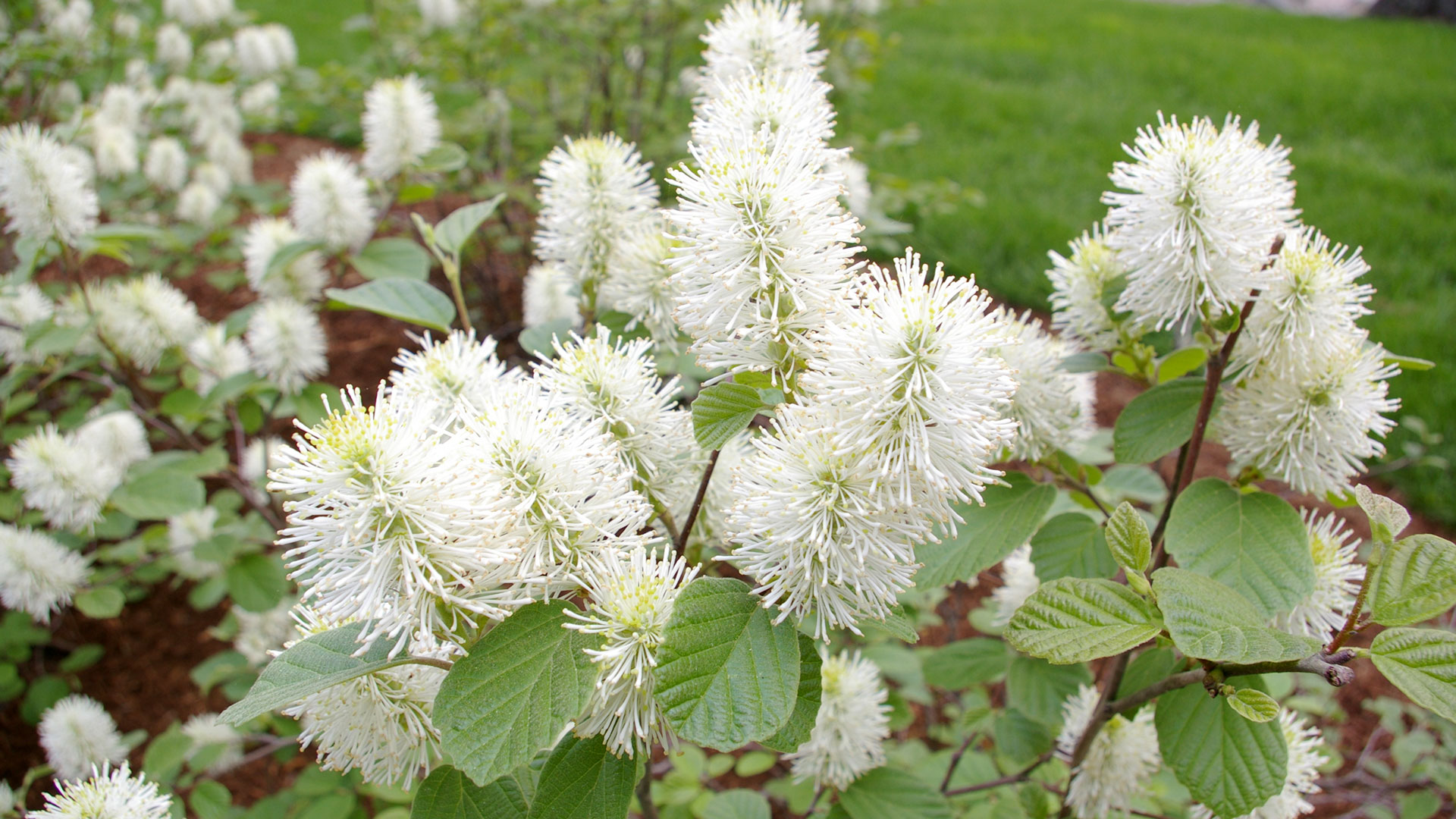 Dwarf Fothergilla in Full Bloom