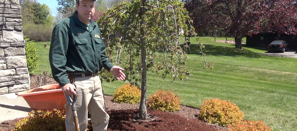 how to mulch landscapes