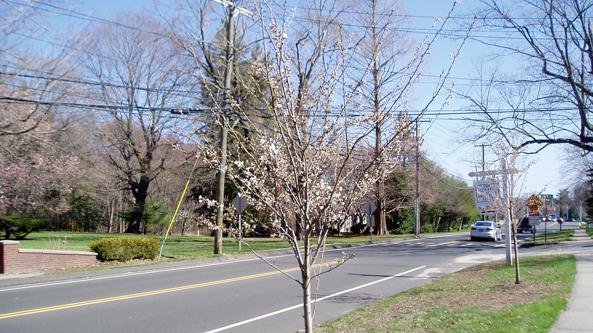 Yoshino Cherry Girdled By Twine