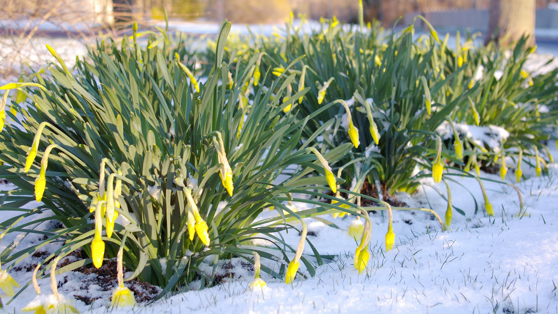 Daffodils in Snow