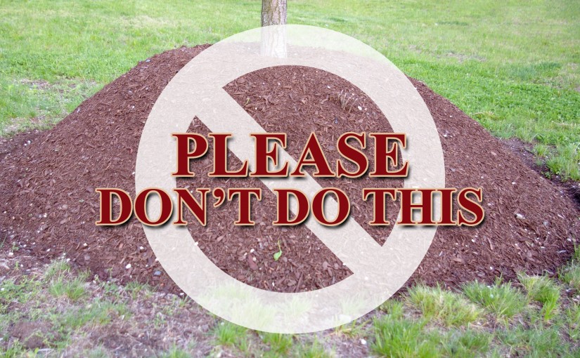 How NOT to Mulch a Tree