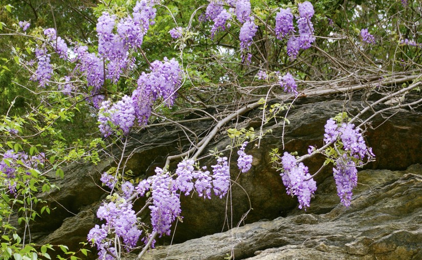 Purple Wisteria Vine