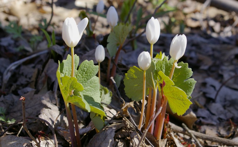 Wetland Plants of CT