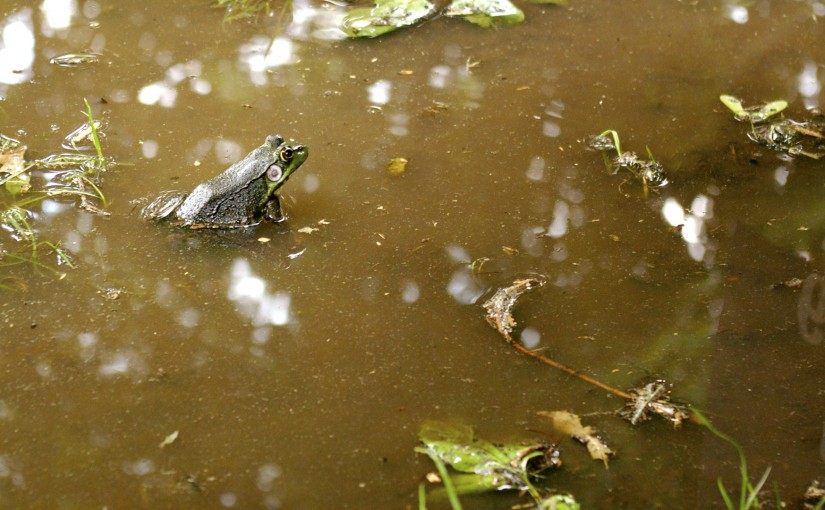 Frog in Puddle