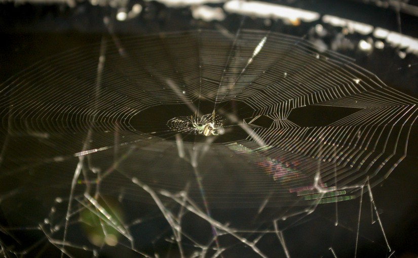 Spider Web in Tire