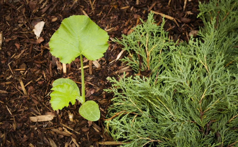 Pumpkins in the landscape closeup