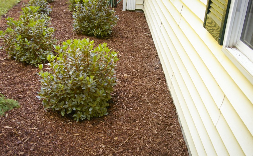 Rhododendron Planted Next to House