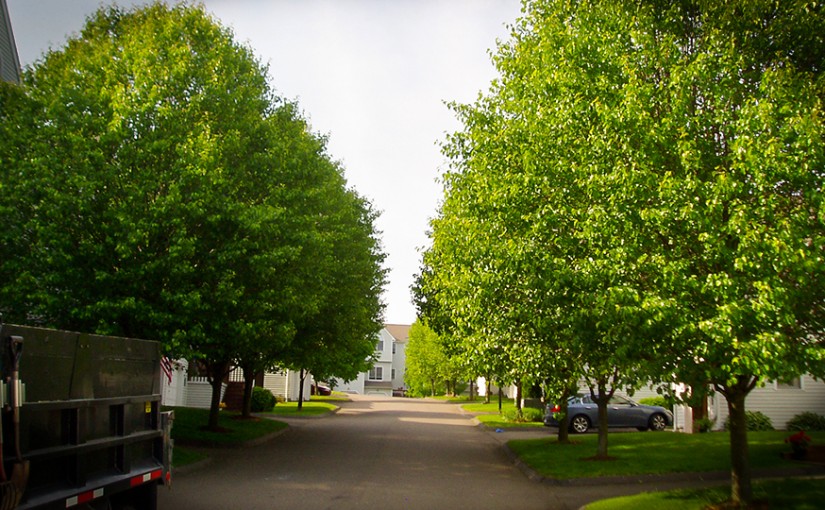 Prune Lawn Trees High