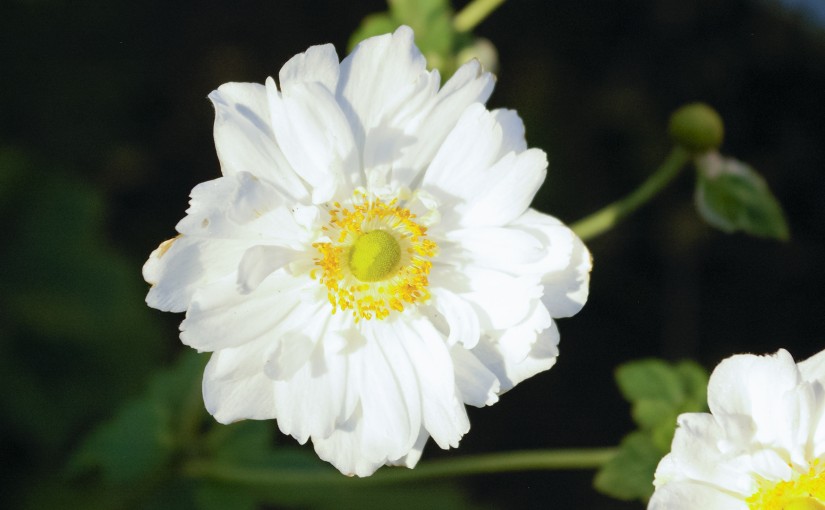 Anemone × hybrida 'Honorine Jobert' Closeup