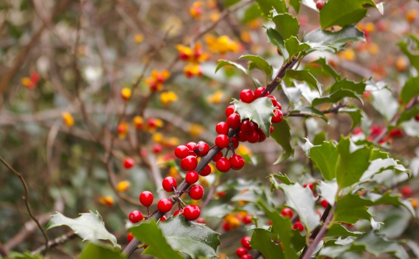 Blue Holly and Bittersweet