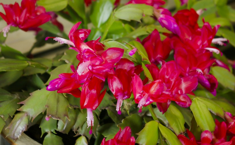 Christmas Cactus Close 1920 x 1080