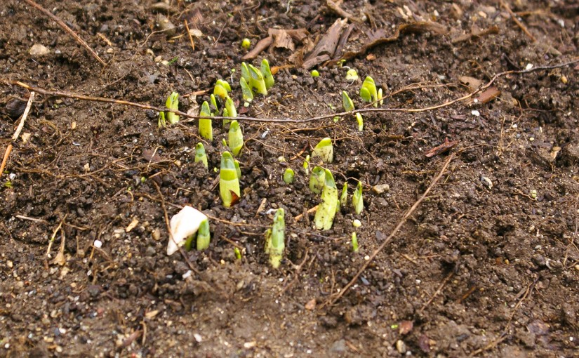 Daffodil Emerging from Soil