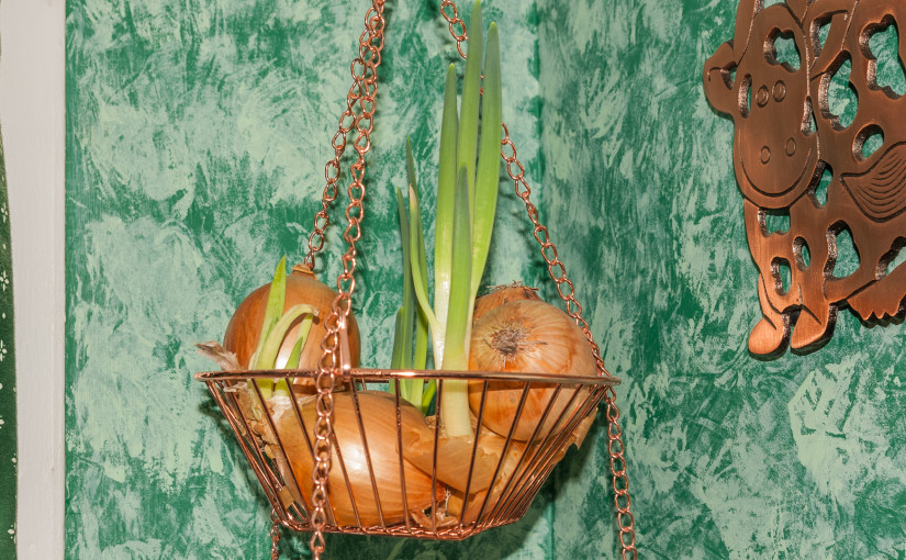 Onions growing in kitchen