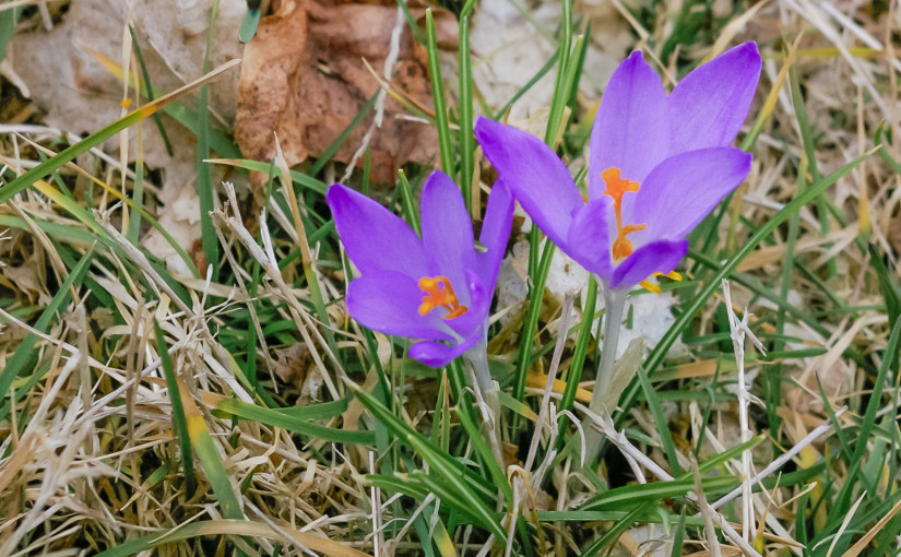 Crocus Flowers