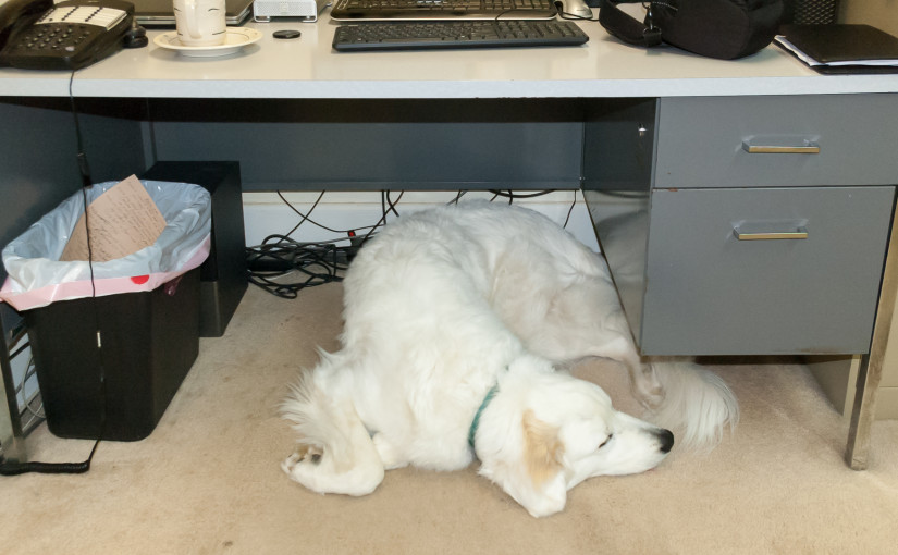 Great Pyrenees Dog Under Desk