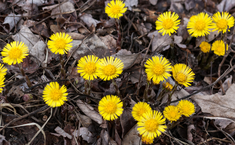 Yellow Flower on Side of Road Closeup