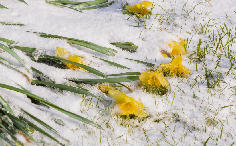 Daffodils (Narcissus sp.) Laid to Waste