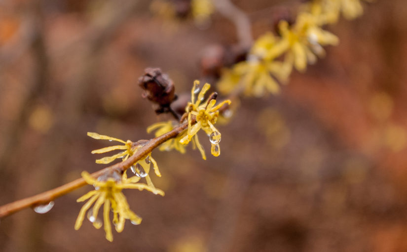 Common Witch Hazel – Late Fall Bloom
