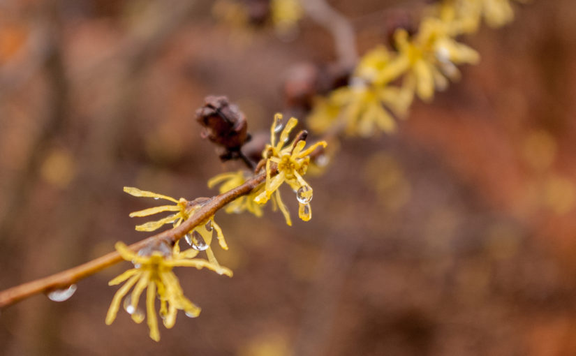 Common Witch Hazel Flower - Hamamelis virginiana