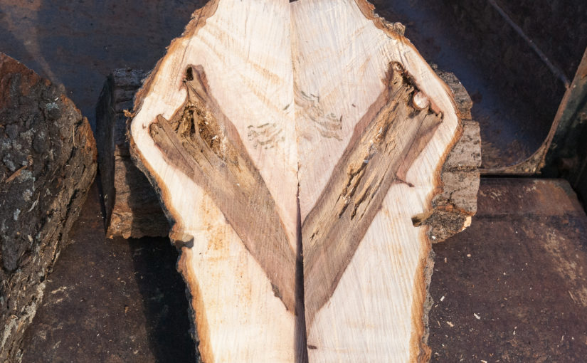 Maple Tree Calloused Wound