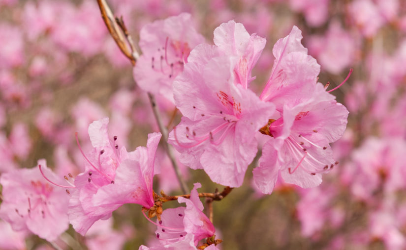 Top Early Spring Flowers for Your Garden