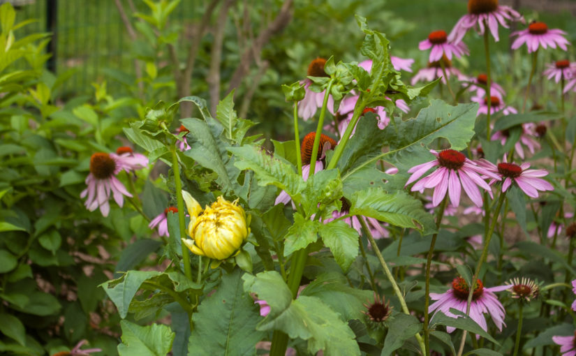 Dahlia Flower Bud