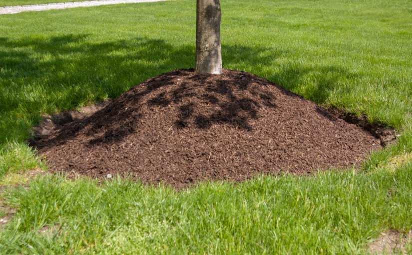 How to Mulch Trees Incorrectly Sample 1