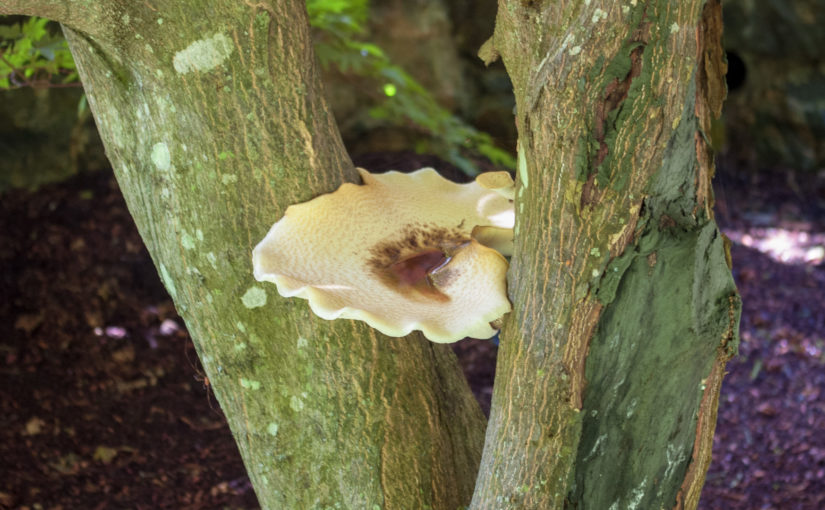 Top View of Fungus_1920x1080