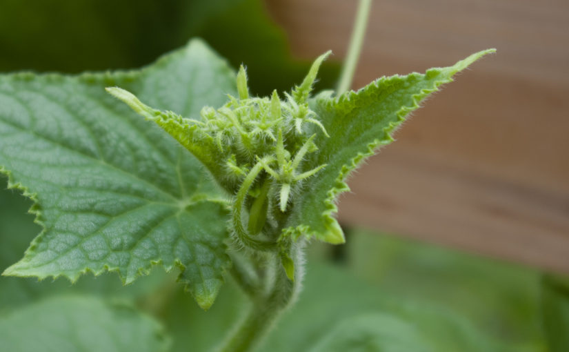 Cucumber Vine Growing