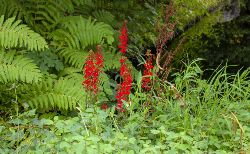 Cardinal Flower Habitat