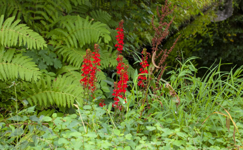 Cardinal Flower - Lobelia cardinalis with Jewel Weed Impatiens Capensis