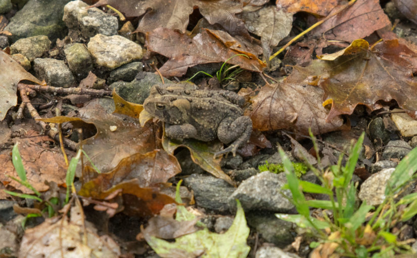 toad from side