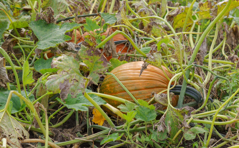 How Pumpkins Grow?