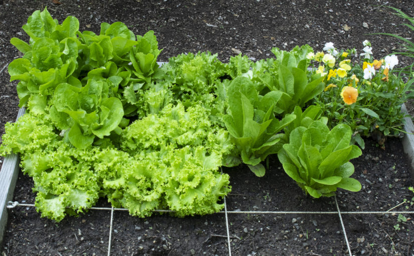 Bed of Lettuce in Square Foot Garden