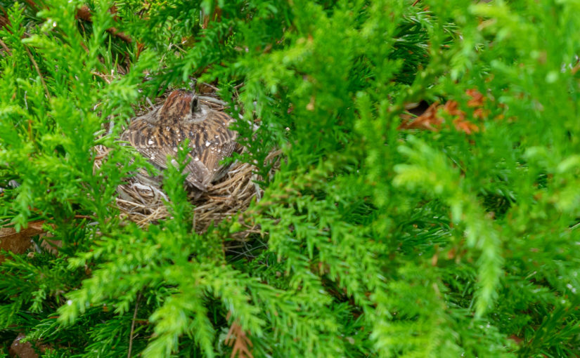 Bird Nest On Yoshino Cryptomeria