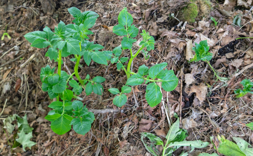 Compost Pile Potatoes