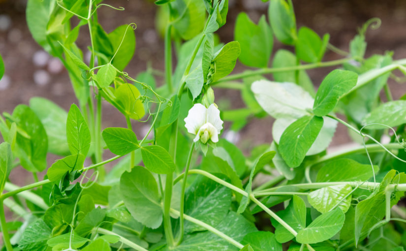 Sugar Snap Peas First Bloom