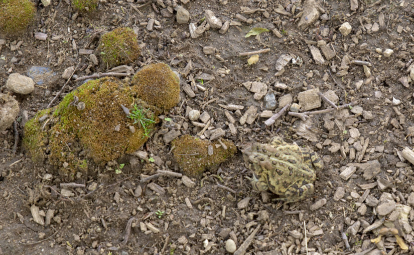 First Toad of Season 2019 - Picture of toad on top of mulch