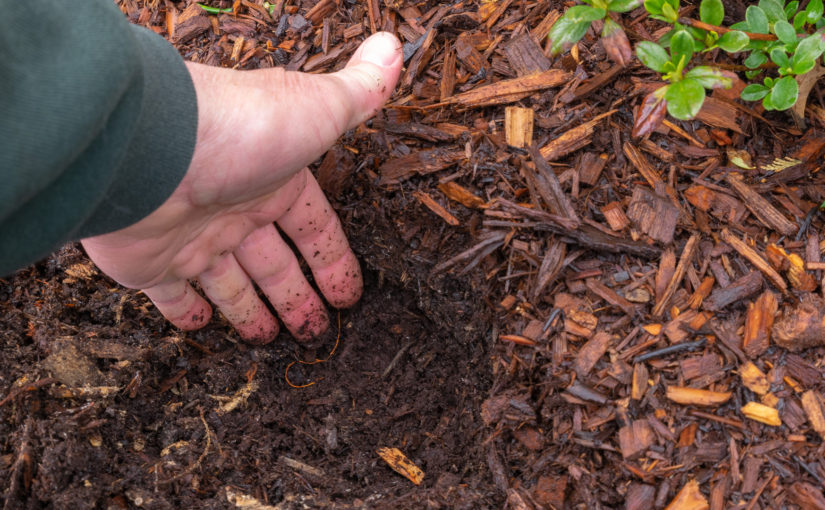 Hand in Mulch Spread Too Deep